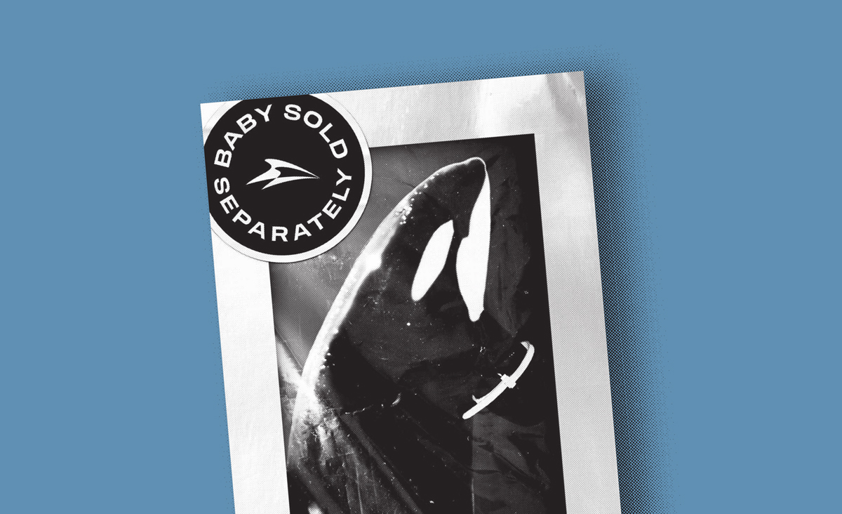 Poster of orca ziptied in toy box raising awareness for cetaceans in captivity